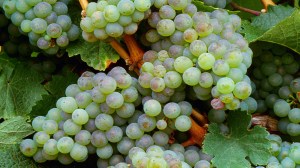 Riesling grapes waiting to be harvested