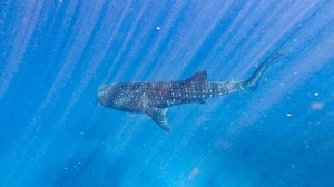 A whale shark