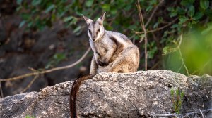 A rock wallaby 