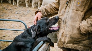 A working dog at flockhill