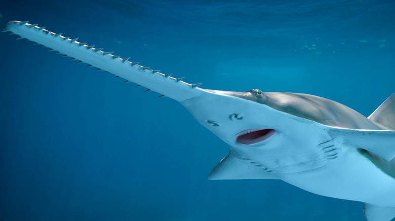 The toothy snout of a sawfish underwater