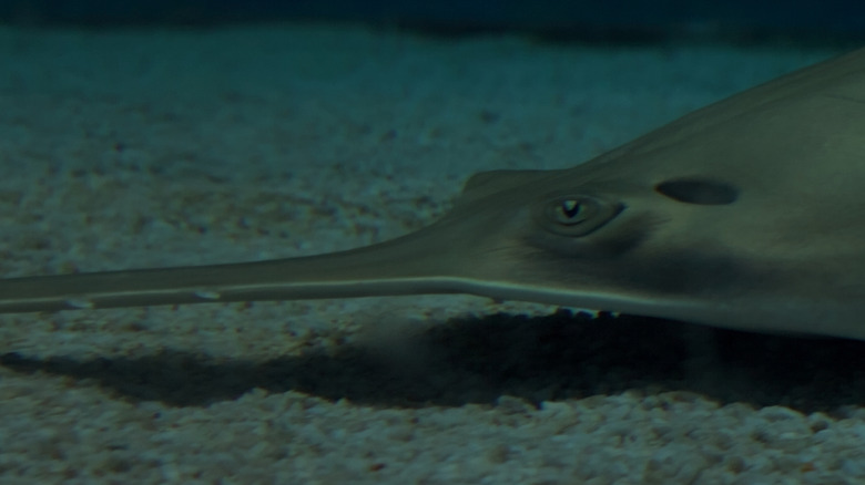 A sawfish on the seafloor