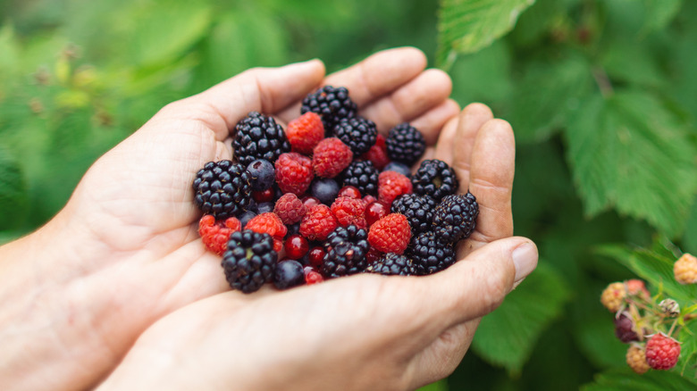 Cupped hands holding raspberries, blueberries, and blackberries