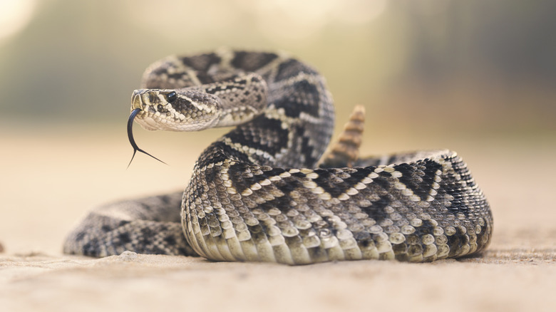 rattlesnake with its tongue out