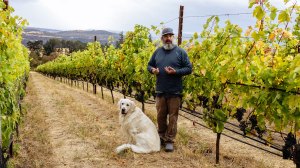 Vineyard dog among the grapes