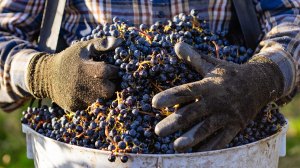 harvesting grapes in washington state